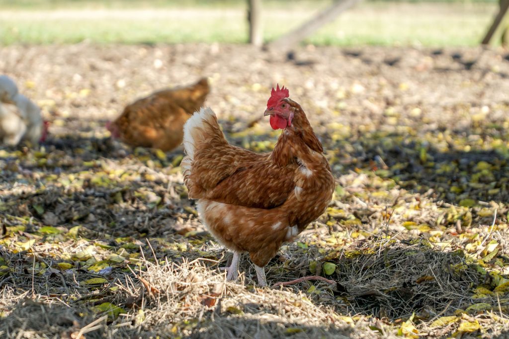 Free-range chickens foraging and snacking.